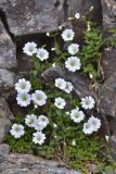 Cerastium polymorphum