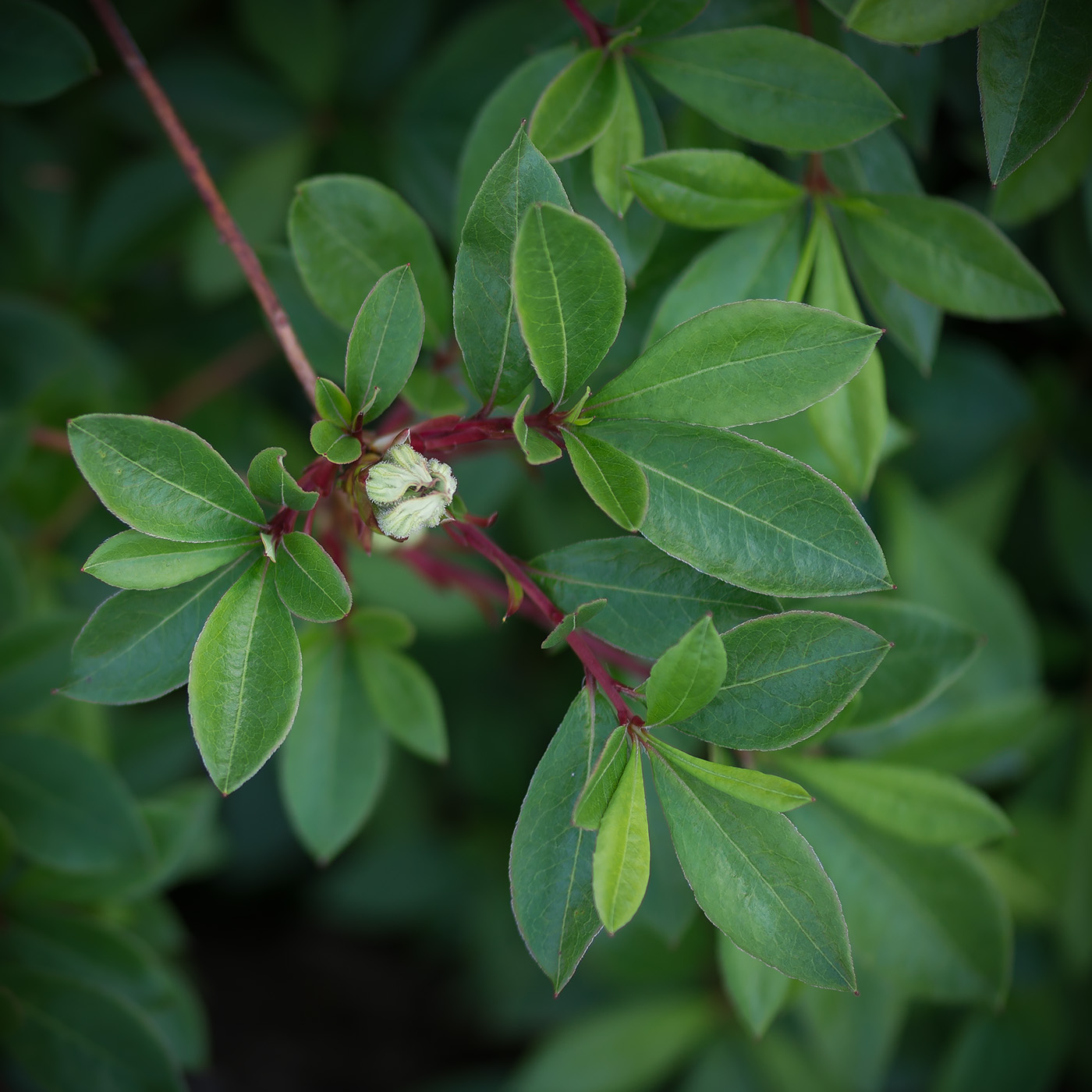 Image of genus Rhododendron specimen.