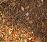 Gypsophila arrostii подвид nebulosa. Часть соцветия. Турция, Анталья, р-н Аланья, левый борт долины р. Дим, окр. пещеры Дим, в сосновом лесу на щебне у дороги. 22.08.2018.