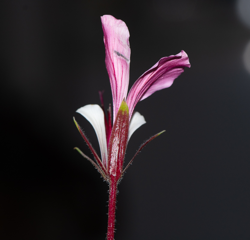 Image of Pelargonium tetragonum specimen.