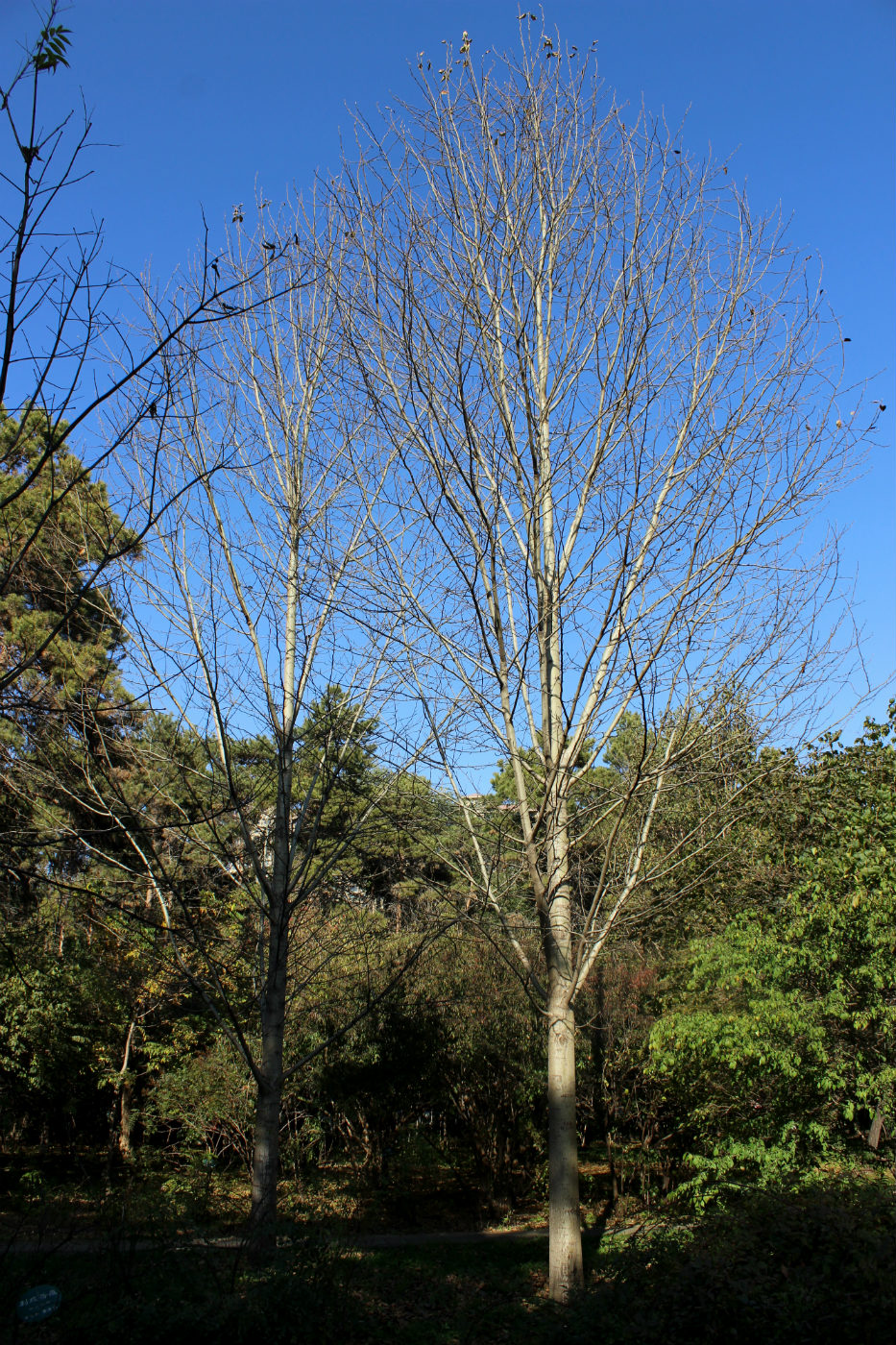 Image of Populus koreana specimen.