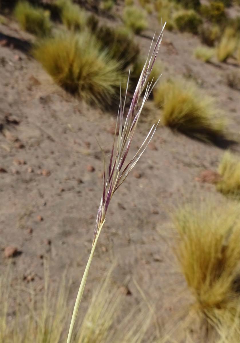 Image of Jarava ichu specimen.