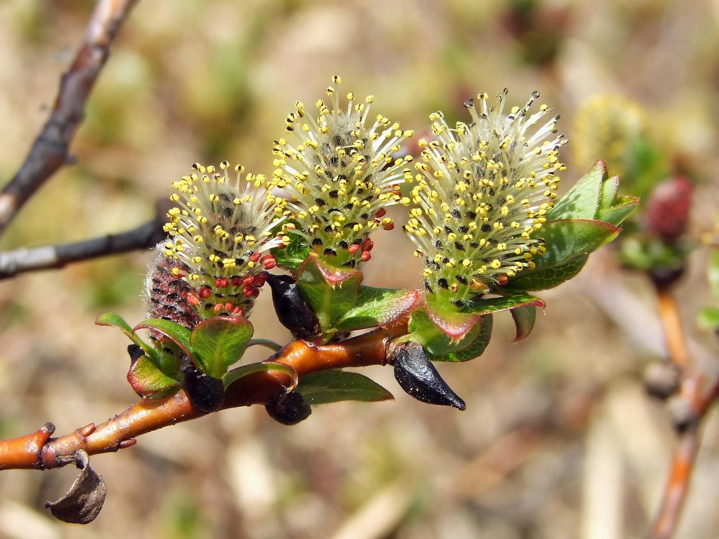 Image of Salix fuscescens specimen.