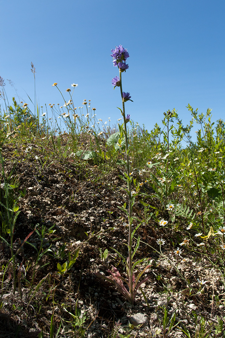 Image of Campanula cervicaria specimen.