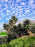 Yucca gigantea. Вегетирующие растения. Израиль, г. Бат-Ям, в озеленении спортивного комплекса. 20.02.2018.