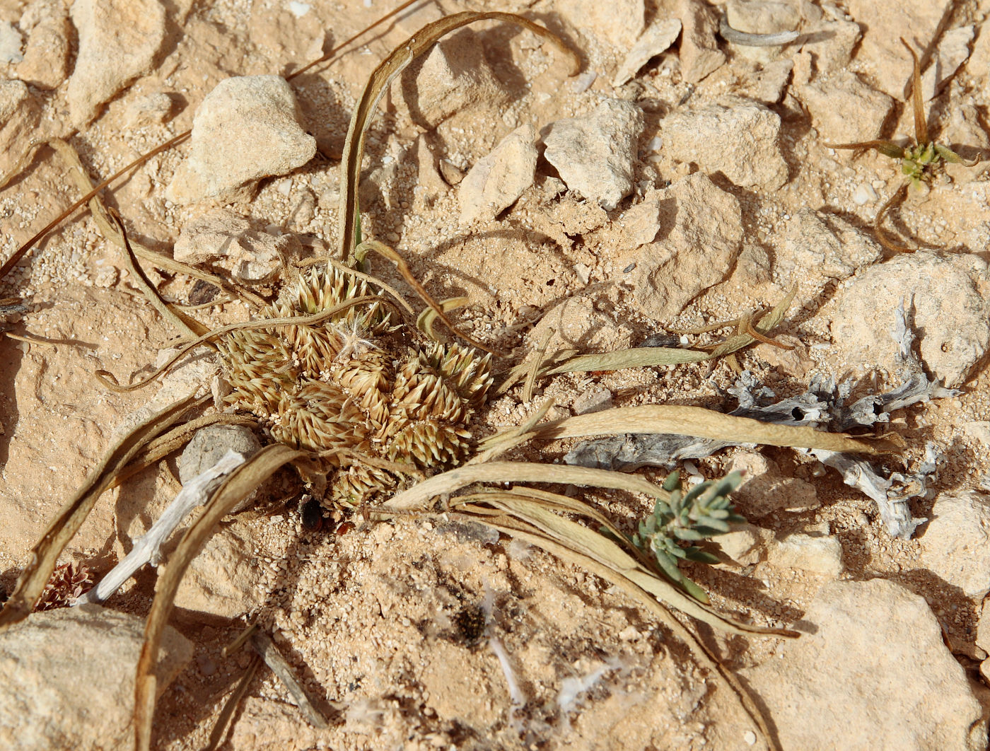 Image of Gymnarrhena micrantha specimen.