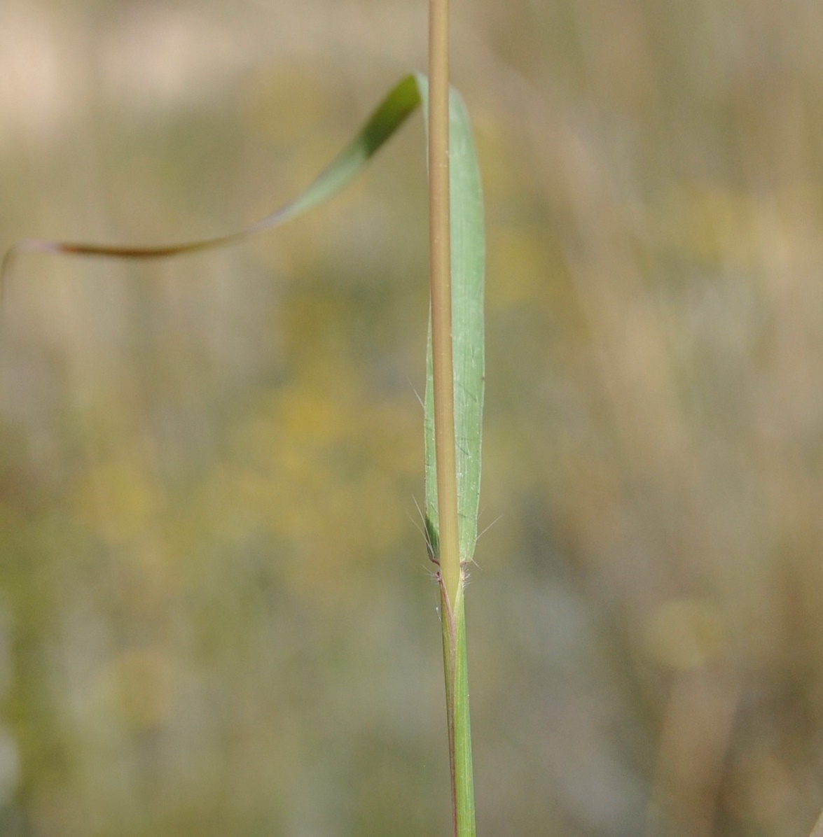 Image of Andropogon distachyos specimen.