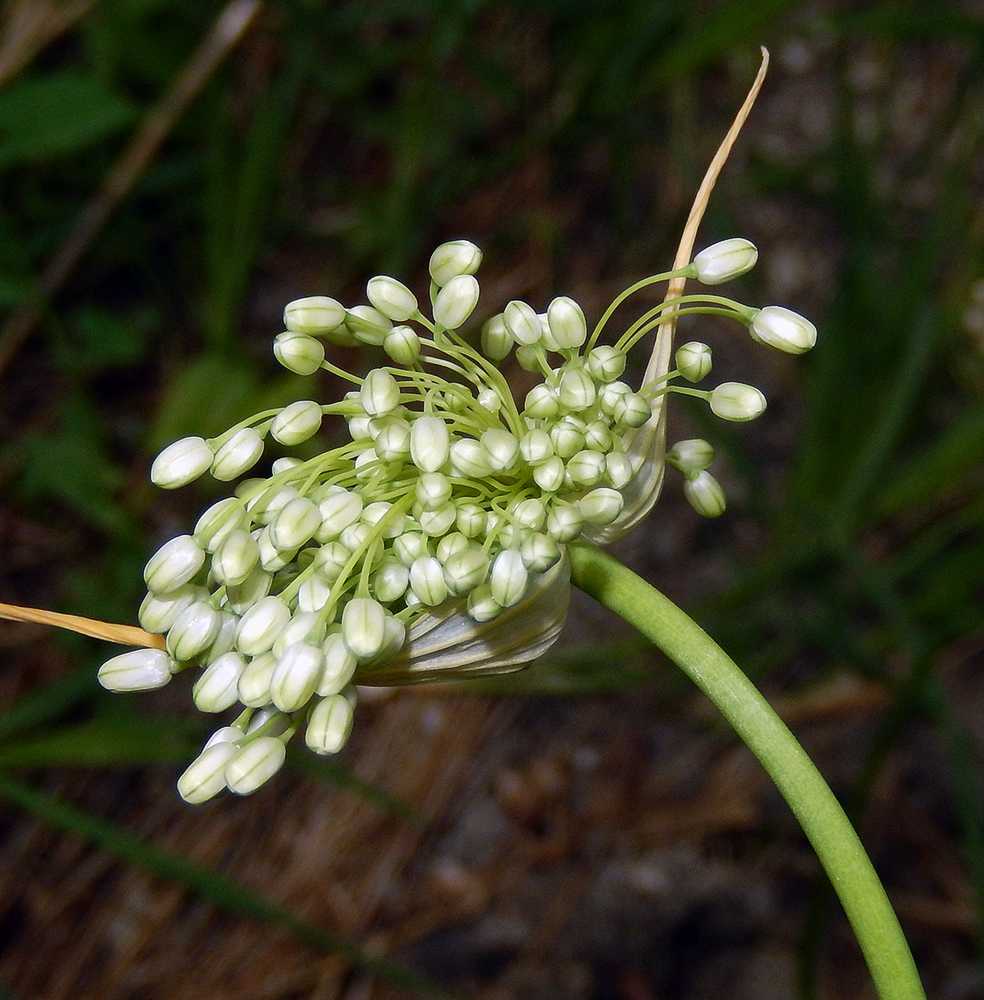 Image of Allium pallens ssp. coppoleri specimen.