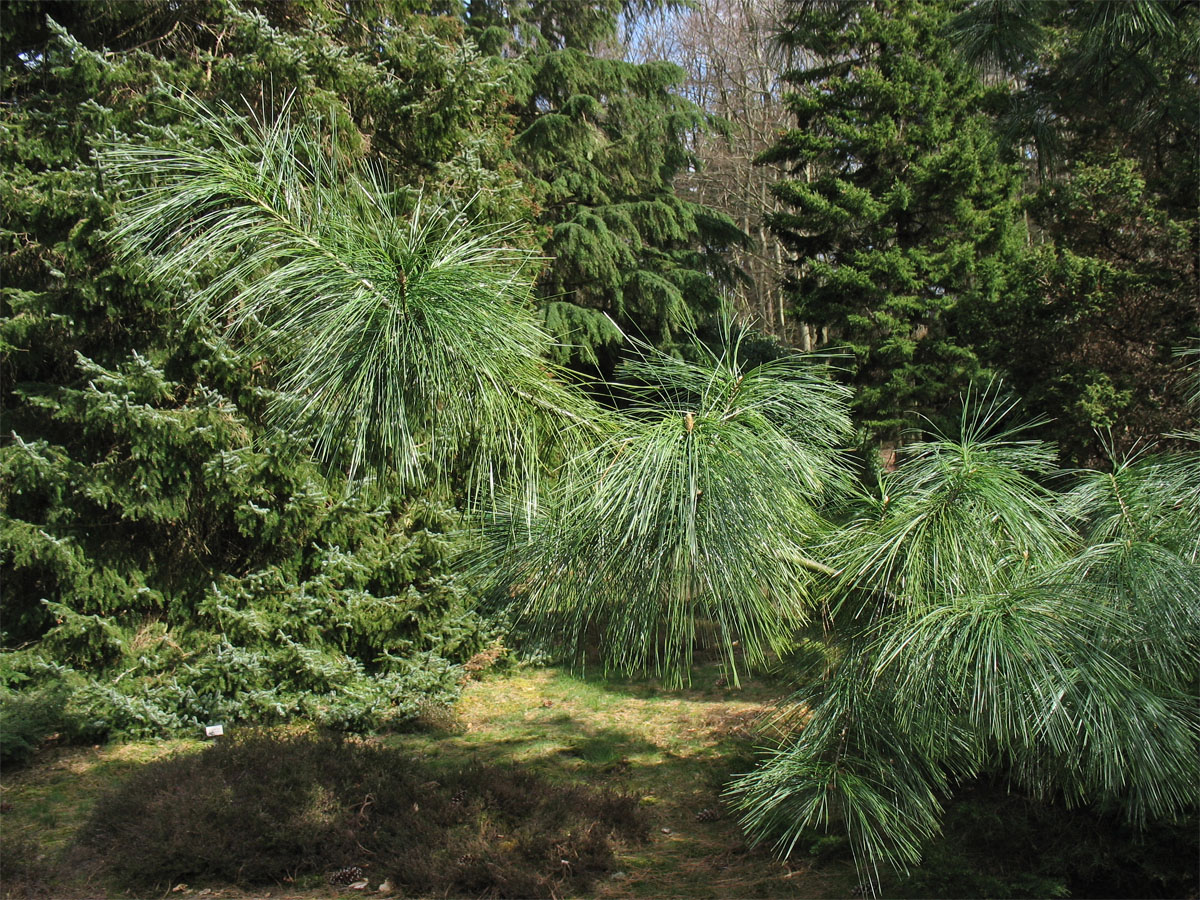 Изображение особи Pinus &times; schwerinii.