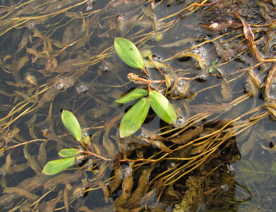 Image of Potamogeton &times; zizii specimen.