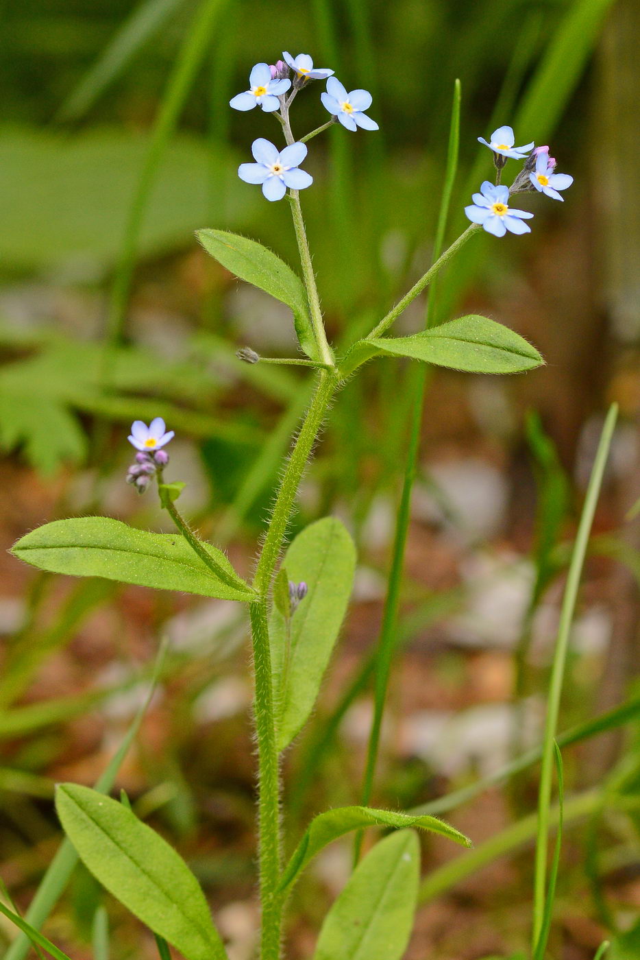 Image of genus Myosotis specimen.