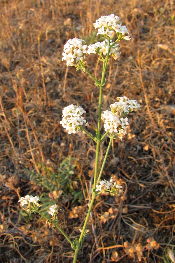 Изображение особи Galium biebersteinii.