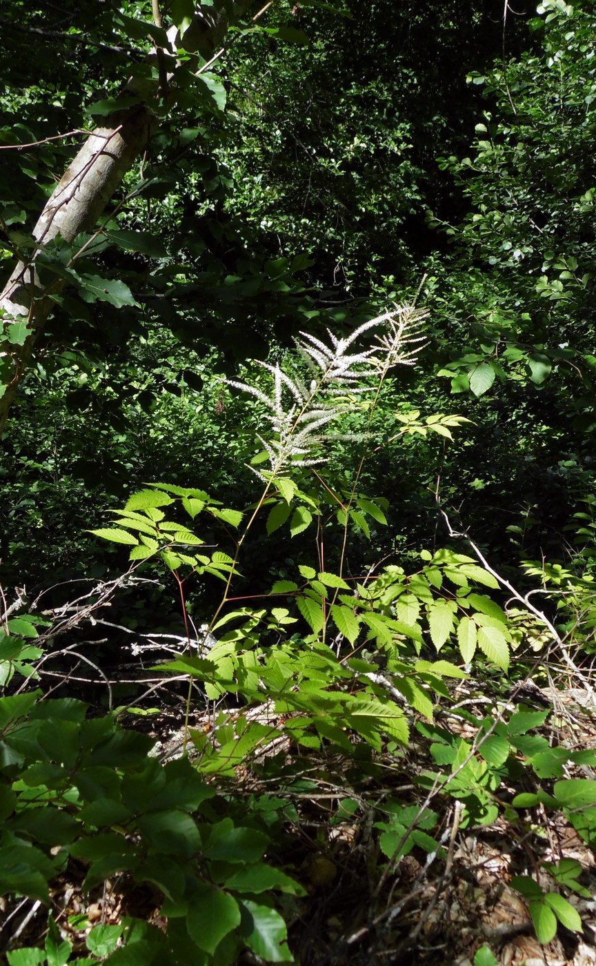 Image of Aruncus sylvestris specimen.