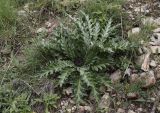 Carlina acanthifolia subspecies cynara. Зацветающие растения. Испания, автономное сообщество Каталония, провинция Барселона, комарка Бергеда, муниципалитет Сальдес, подножие горы Педрафорка, окр. смотр. площадки \"Гресолет\", 1557 м н.у.м., каменистый склон восточной экспозиции. 16.07.2020.