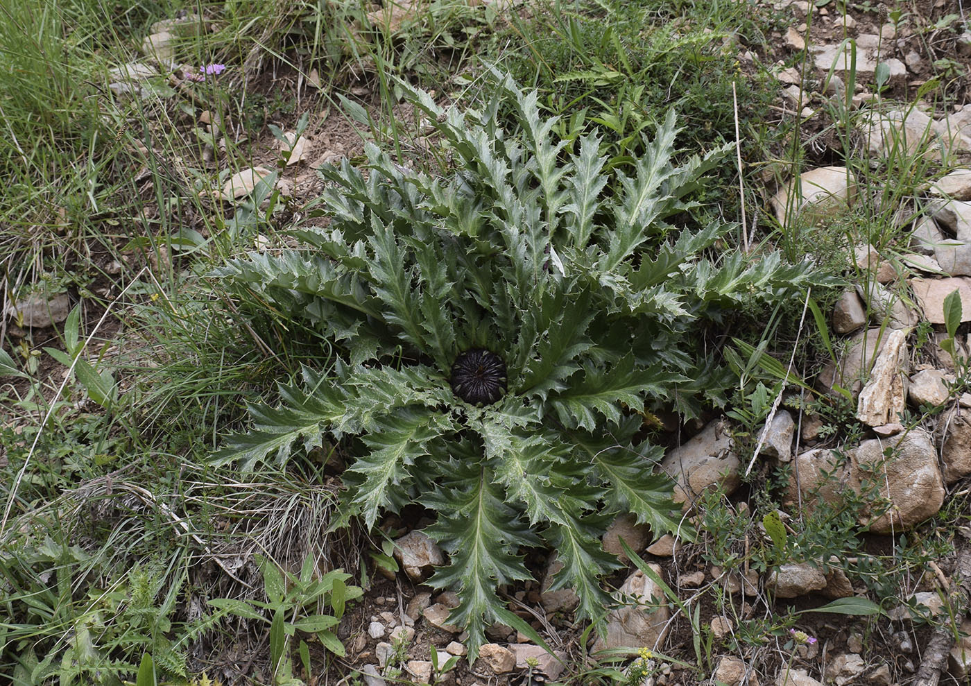 Image of Carlina acanthifolia ssp. cynara specimen.