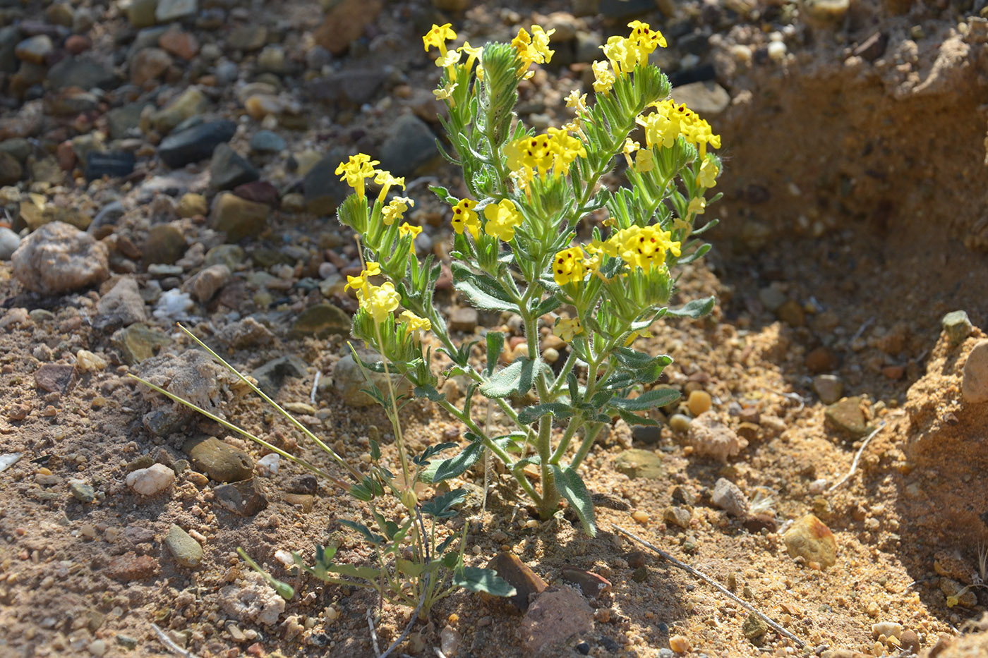 Image of Arnebia guttata specimen.