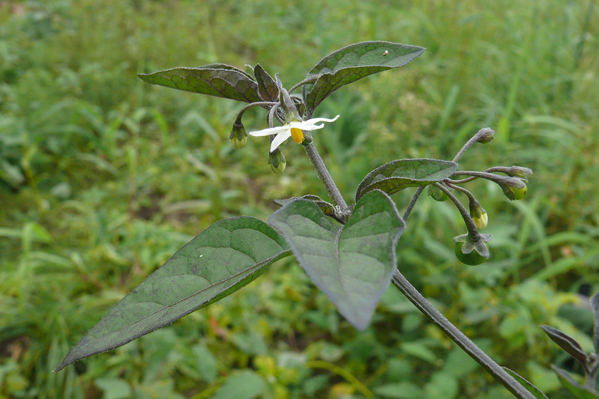 Image of Solanum nigrum specimen.