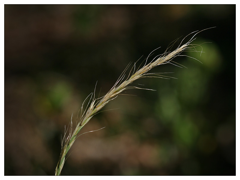 Изображение особи Elymus caninus.