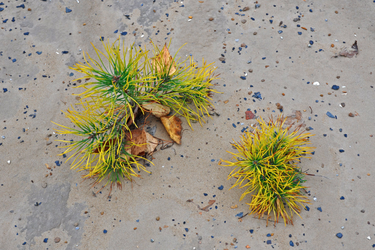 Image of genus Pinus specimen.