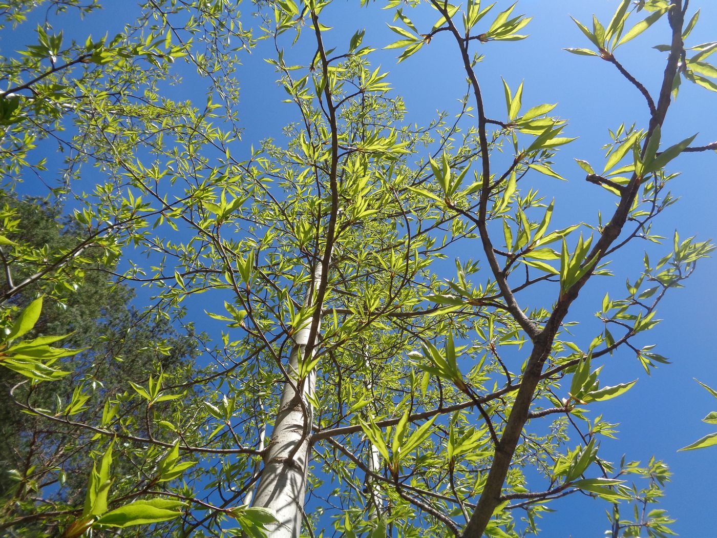 Image of Populus longifolia specimen.