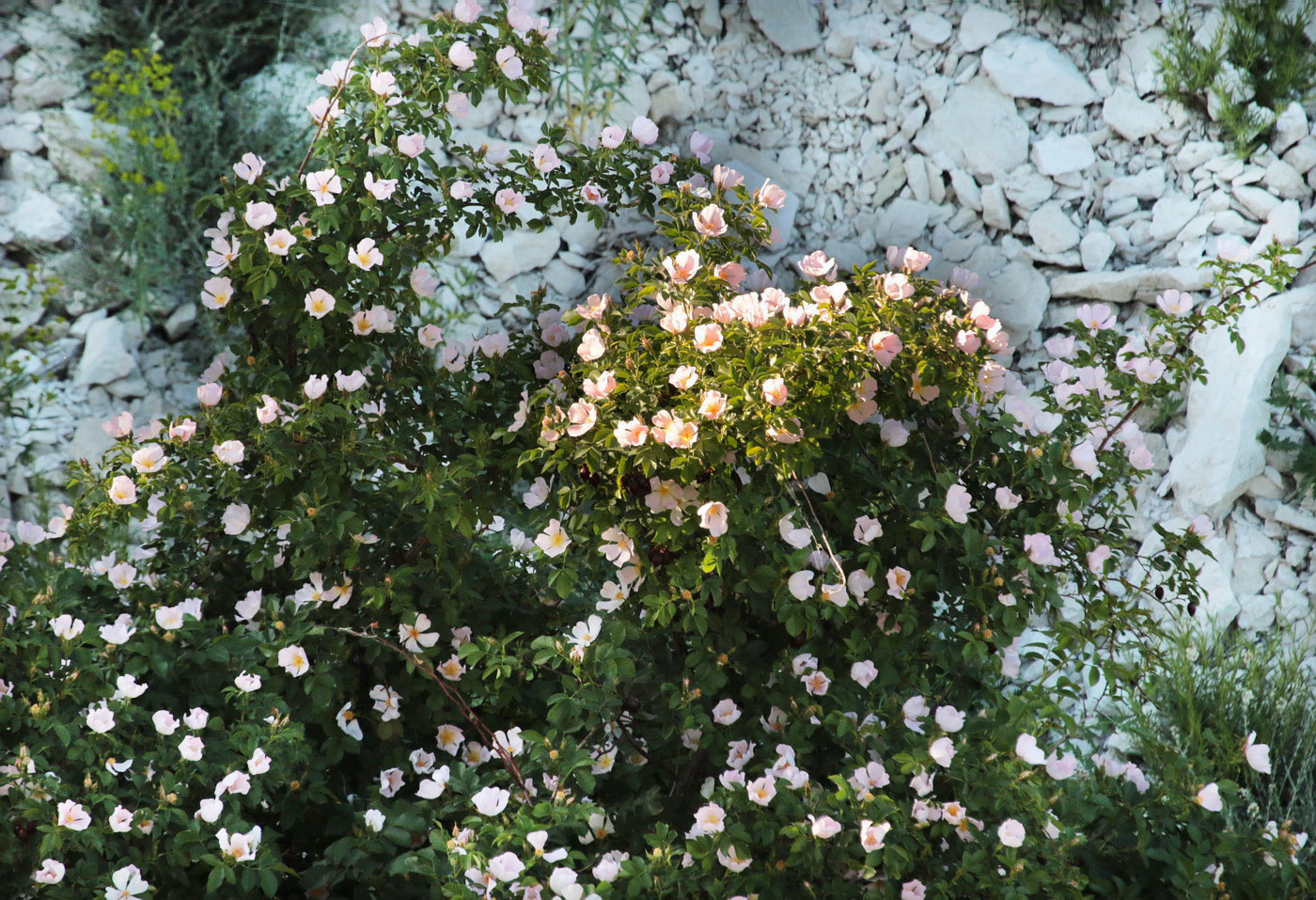 Image of Rosa balsamica specimen.