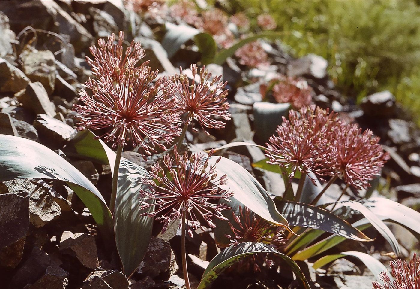 Image of Allium nevskianum specimen.