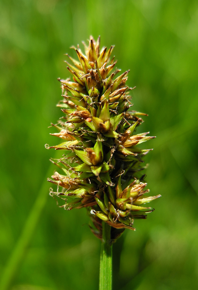 Изображение особи Carex curaica.