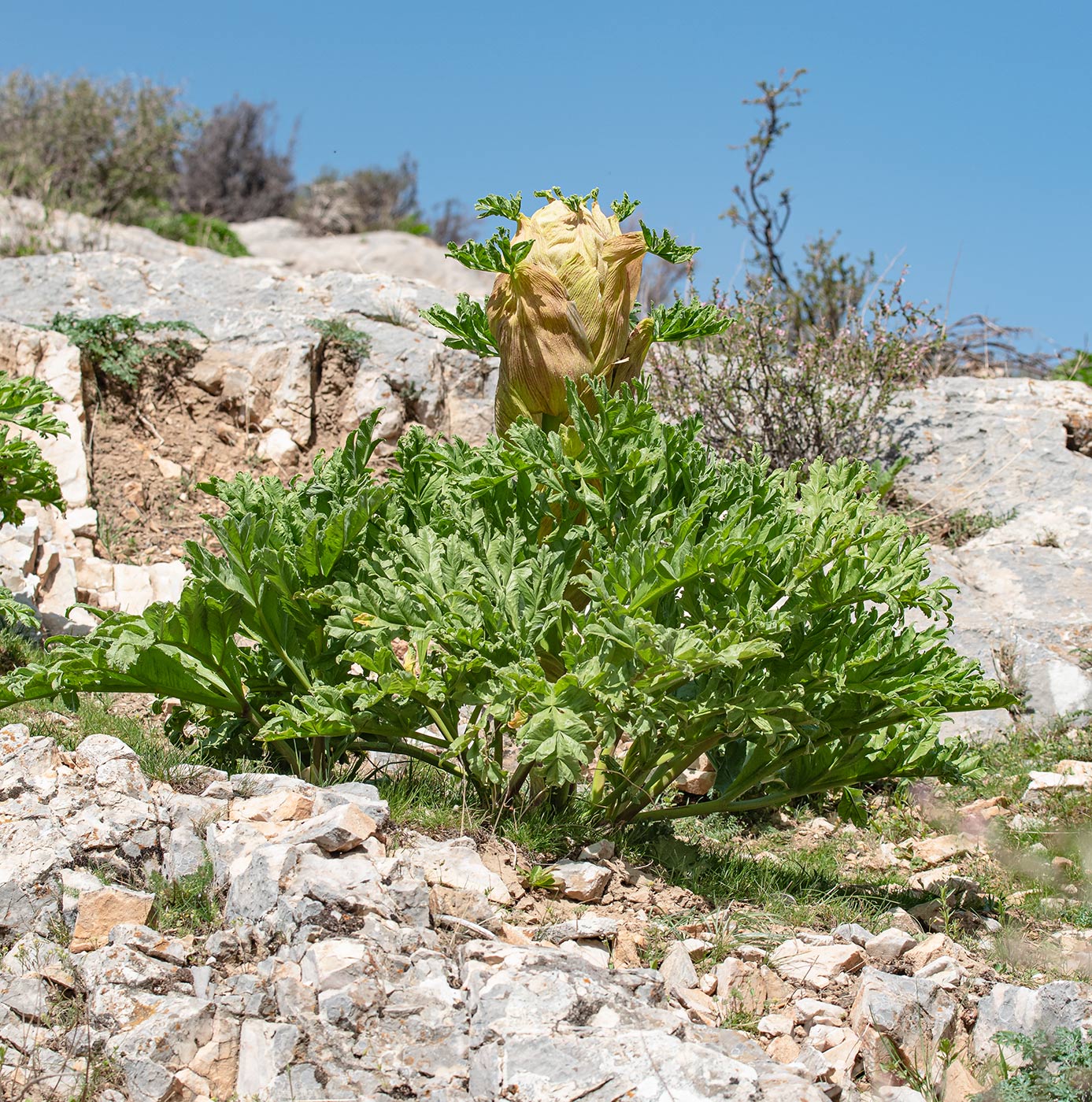 Image of Ferula kuhistanica specimen.