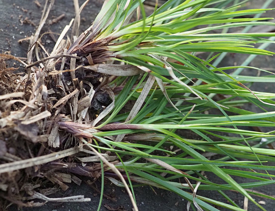 Изображение особи Carex rhizina.