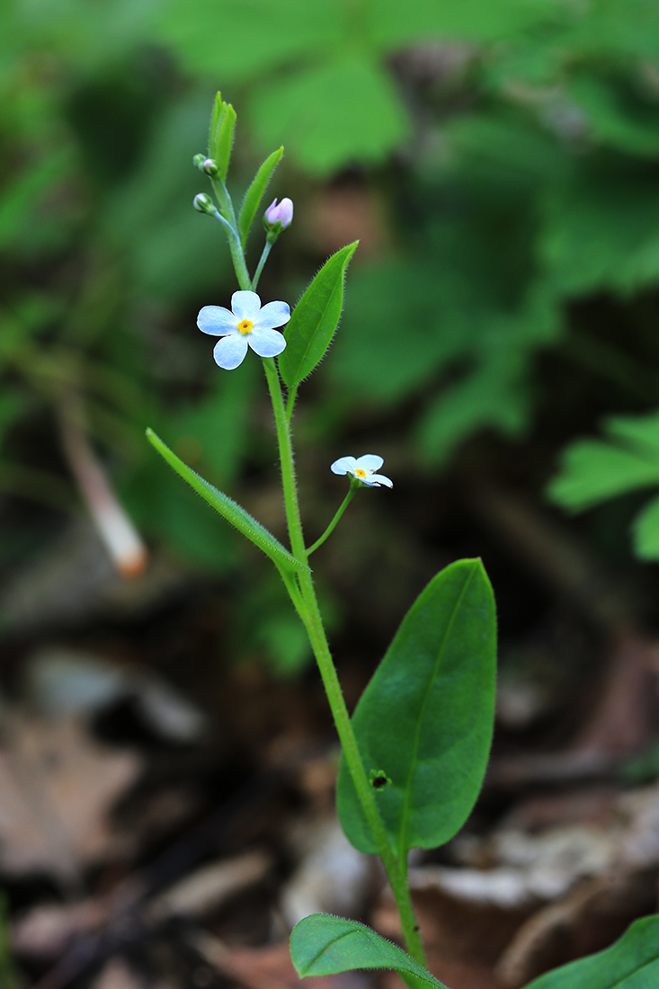 Image of Trigonotis radicans specimen.