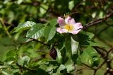 Rosa canina. Цветок, листья и прошлогодний плод. Марий Эл, г. Йошкар-Ола, сквер у республиканского театра-центра для детей и молодёжи, в озеленении. 08.06.2021.