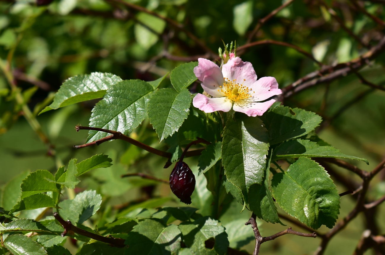 Image of Rosa canina specimen.