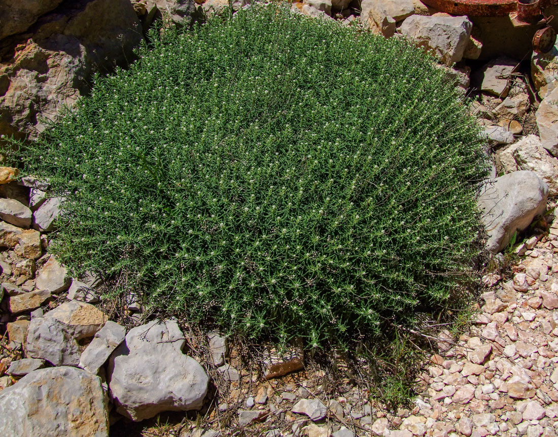 Изображение особи Achillea falcata.