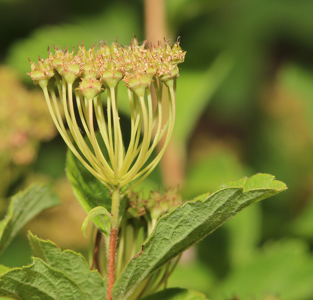 Image of Spiraea turczaninowii specimen.