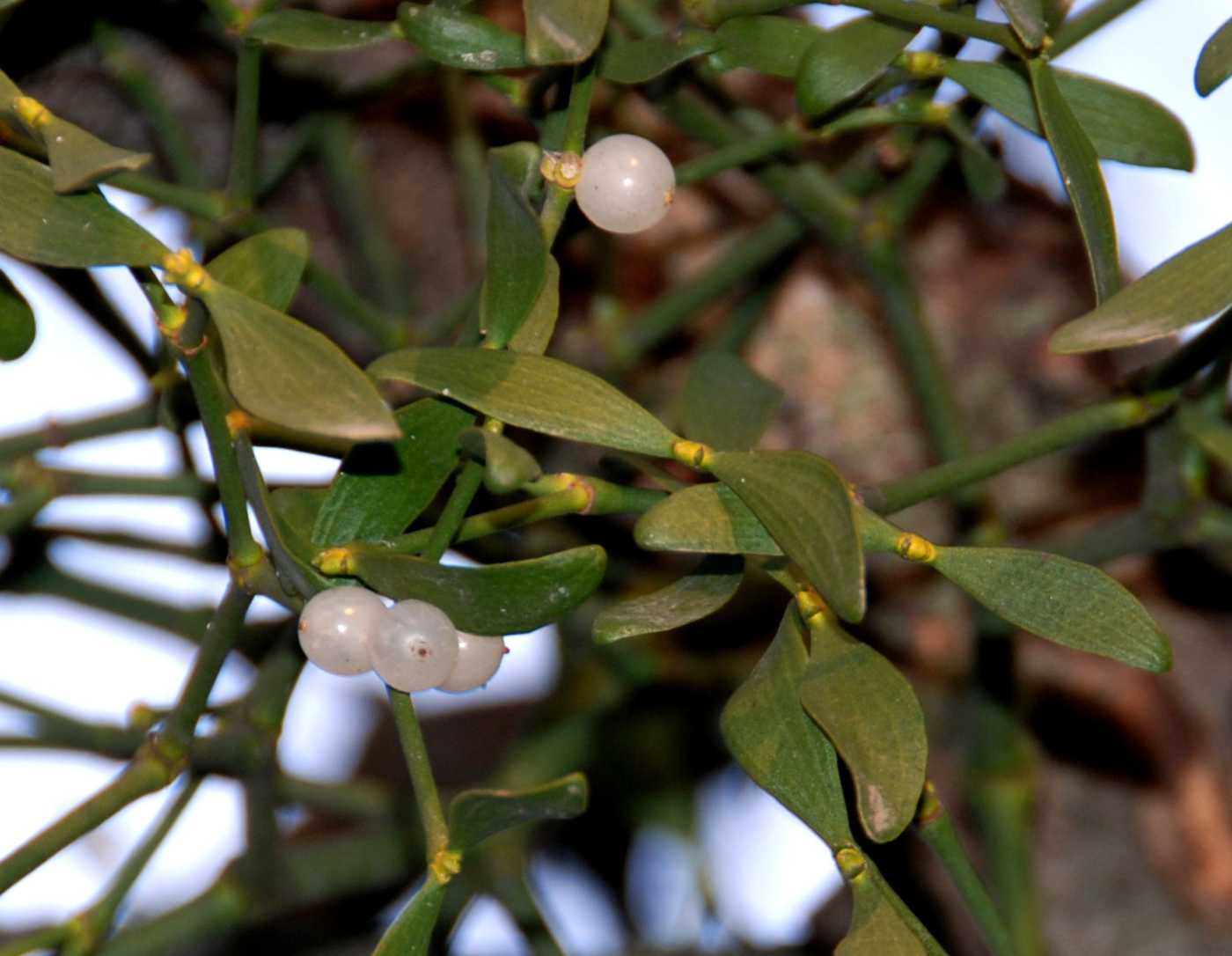 Image of Viscum album specimen.