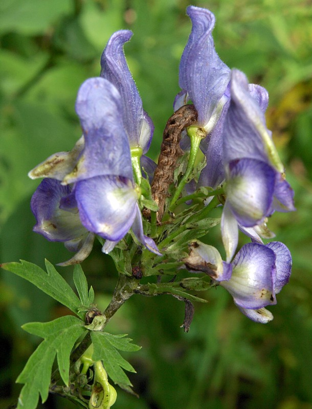 Изображение особи Aconitum taigicola.