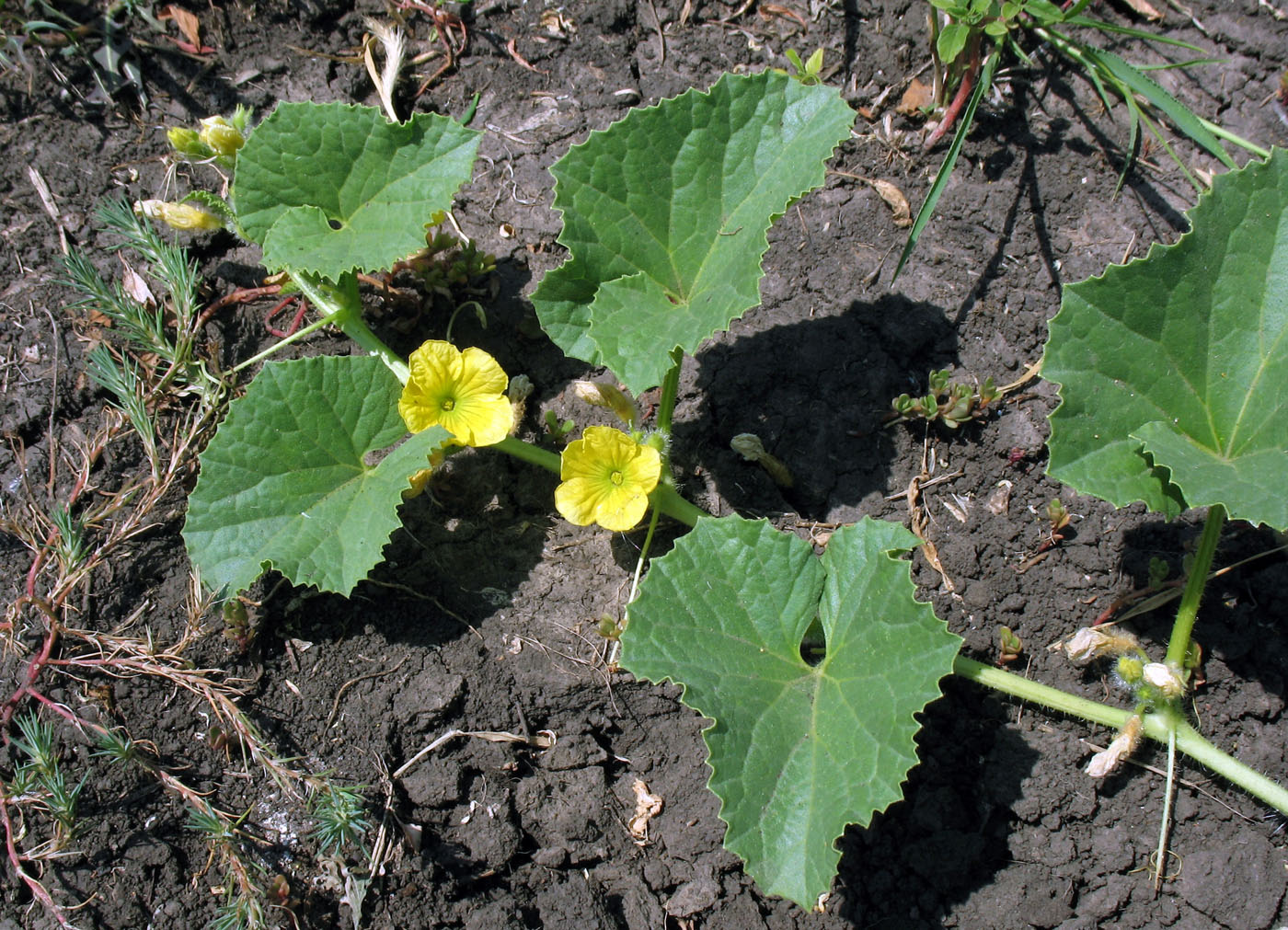 Image of Cucumis sativus specimen.