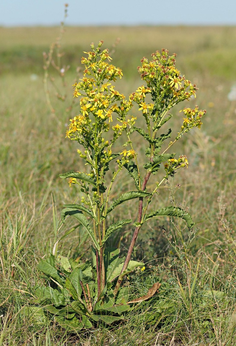 Image of Senecio paucifolius specimen.