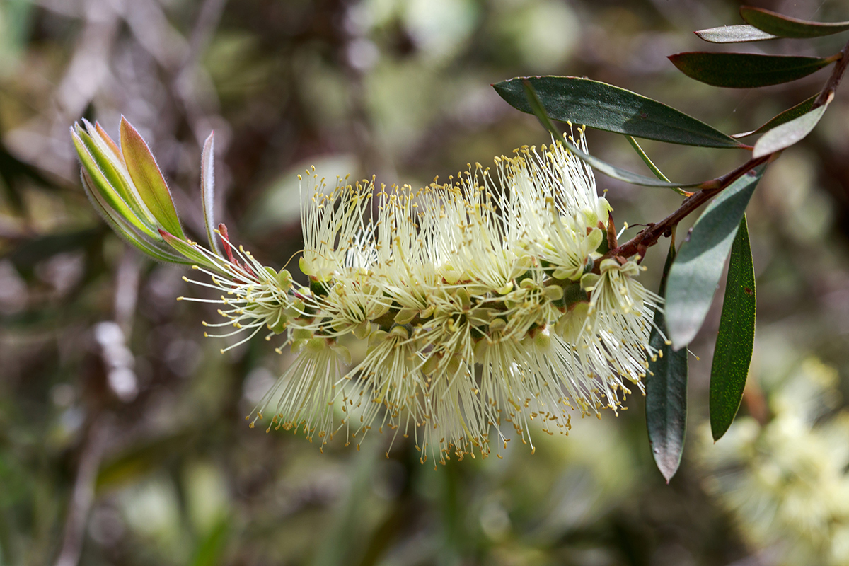 Изображение особи Callistemon pallidus.