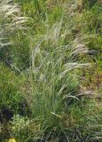 genus Stipa. Цветущее растение. Крым, Ленинский р-н, с. Новоотрадное, степь. 10.05.2021.