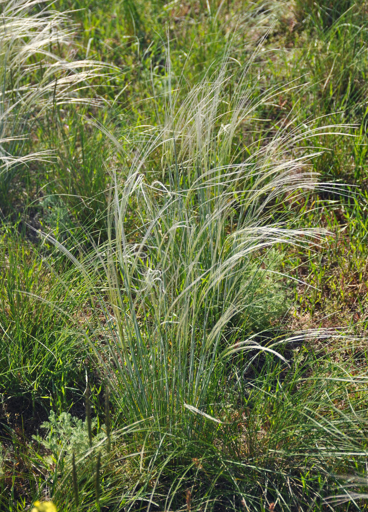 Изображение особи род Stipa.