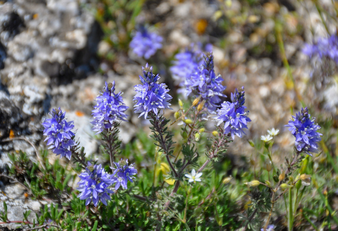 Image of Veronica capsellicarpa specimen.