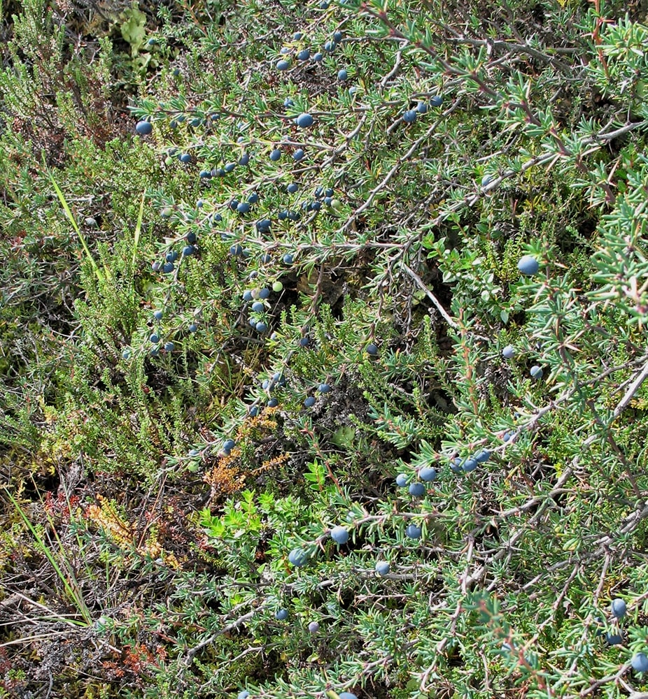 Image of Berberis empetrifolia specimen.