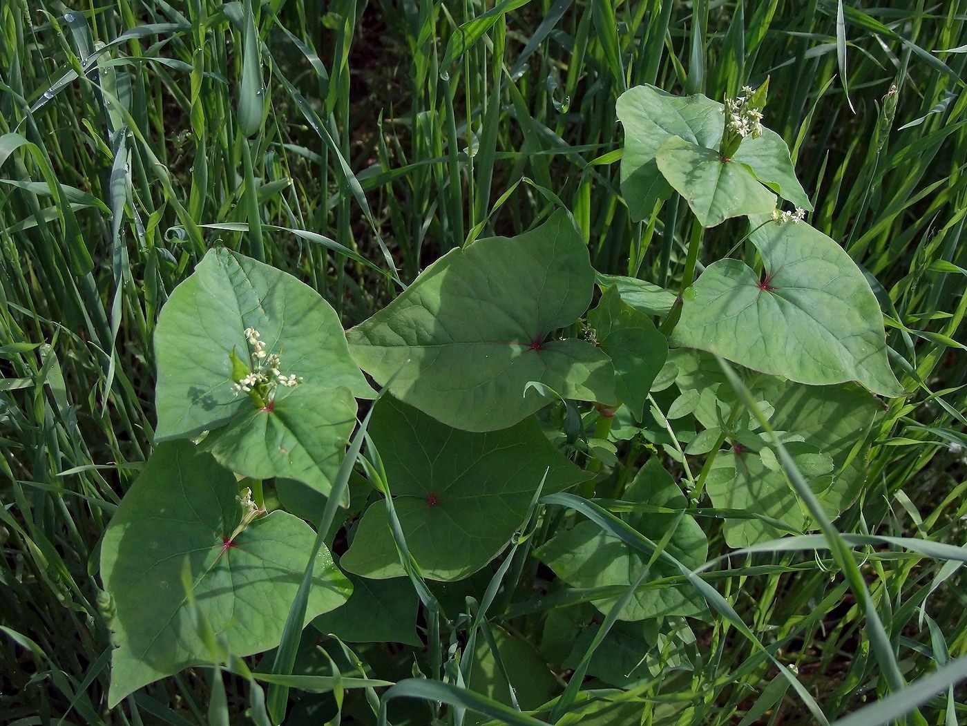 Image of Fagopyrum tataricum specimen.