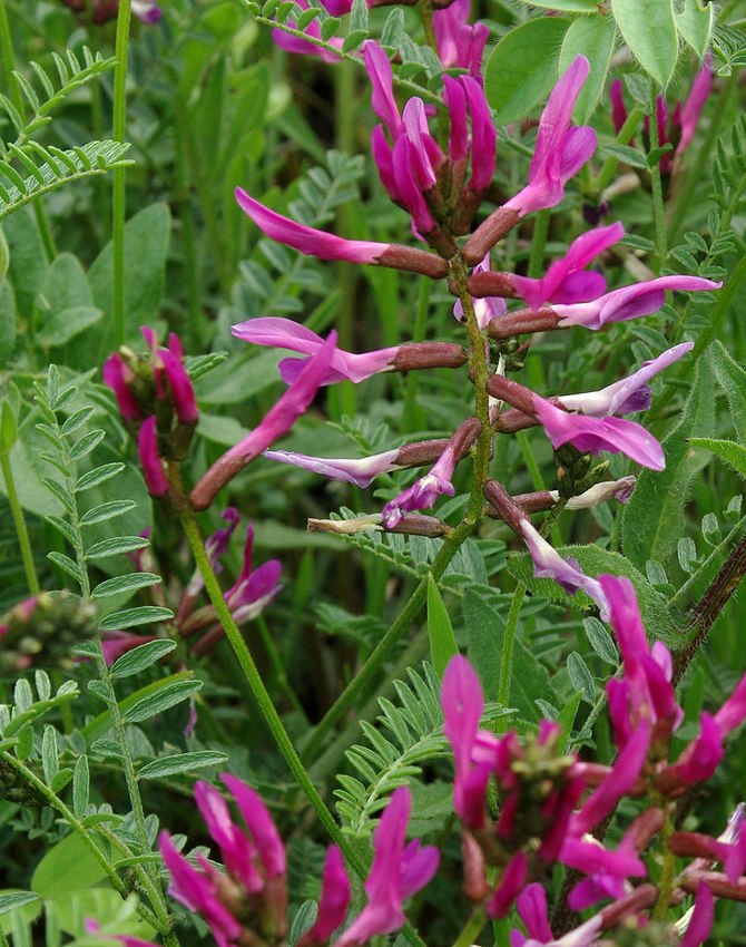 Изображение особи Astragalus lunatus.