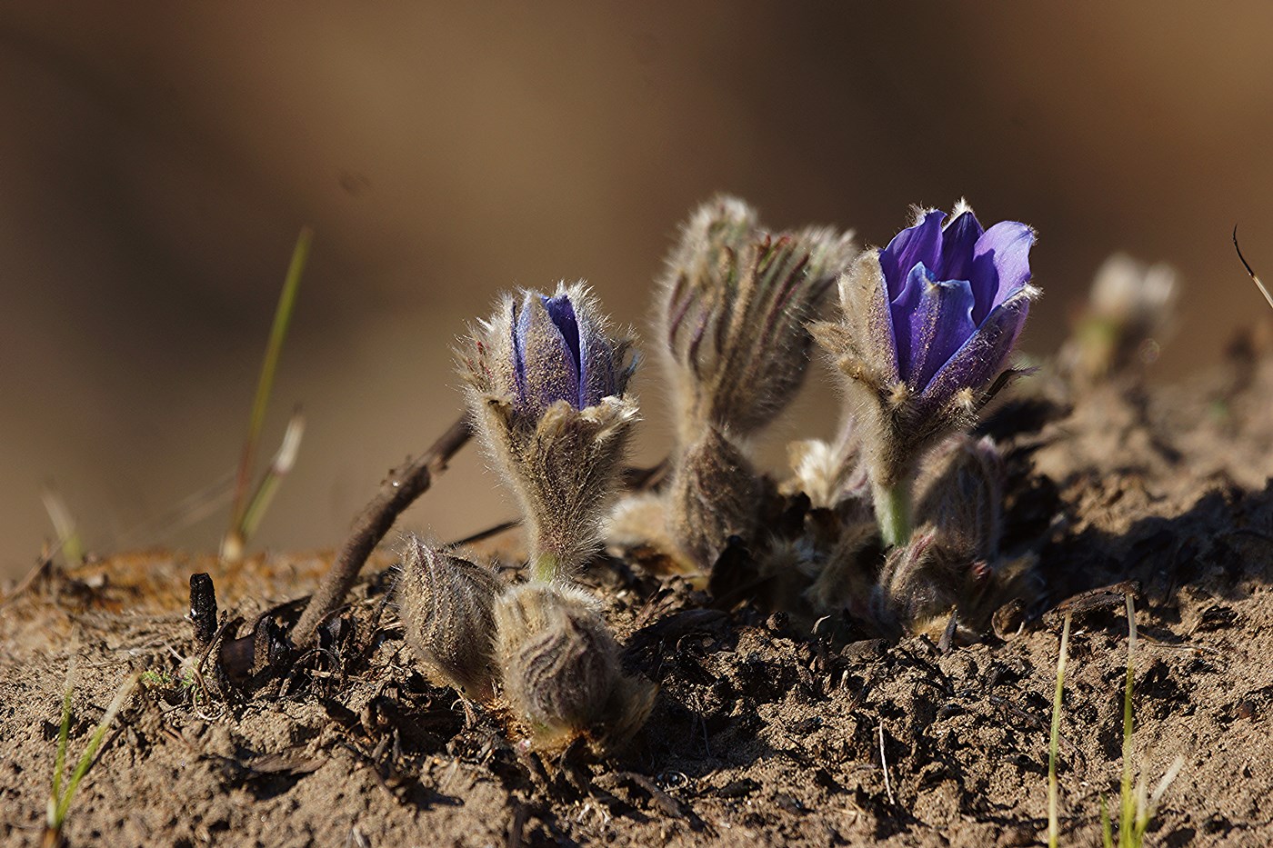 Image of Pulsatilla turczaninovii specimen.