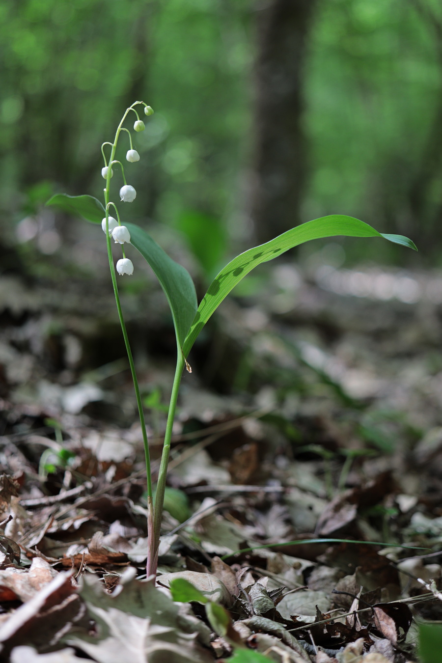 Image of Convallaria majalis specimen.