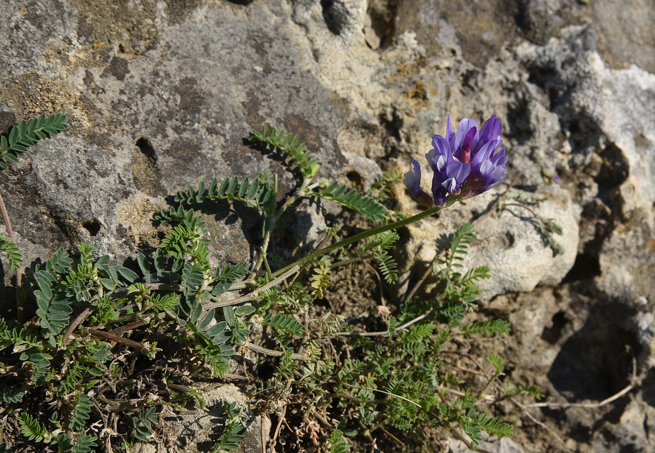 Изображение особи род Astragalus.