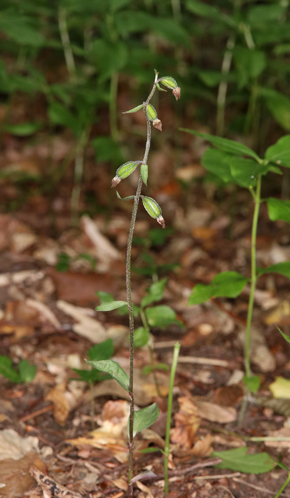 Image of Epipactis microphylla specimen.