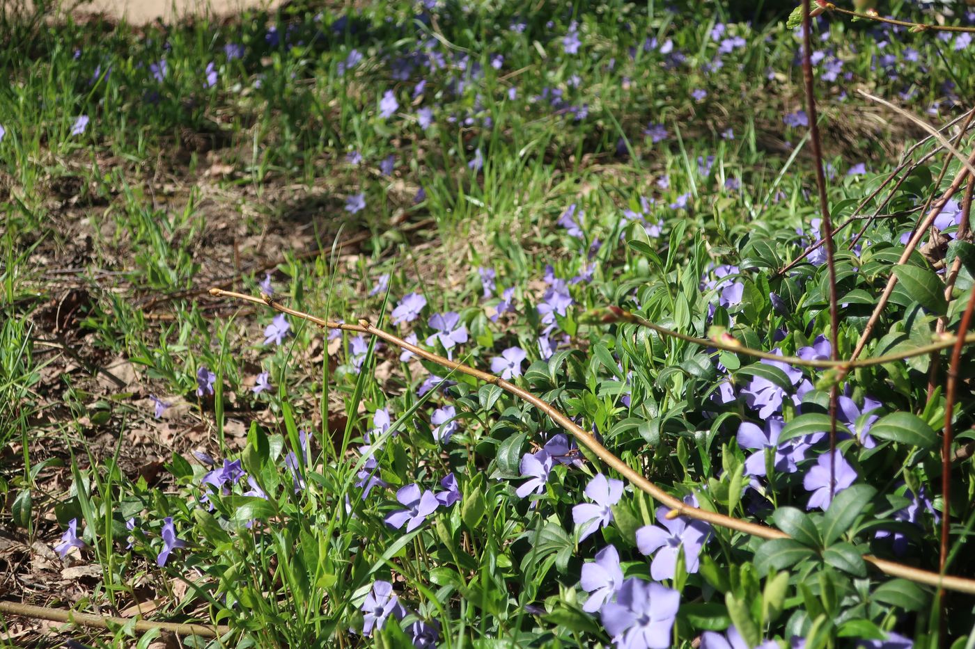 Image of Vinca minor specimen.